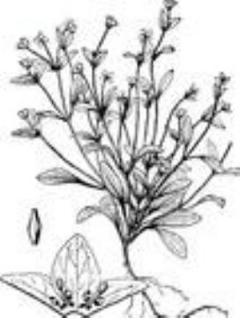  Chlorophytum Comosum 